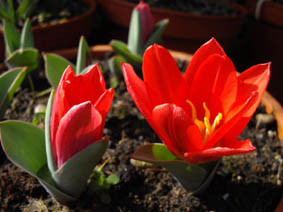 Tulipa kaufmanniana 'Scarlet Baby'